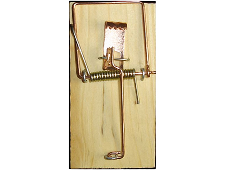 Мышеловка дерев бол